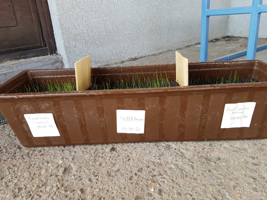 Проверка всхожести Газонной Травы 2018