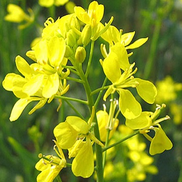 Горчица белая 40 кг