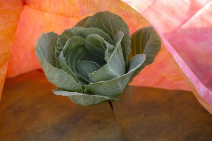 Спанбонд св/ст 40г/м2 1,6*200 м (рулон 320м2) красно-желтый