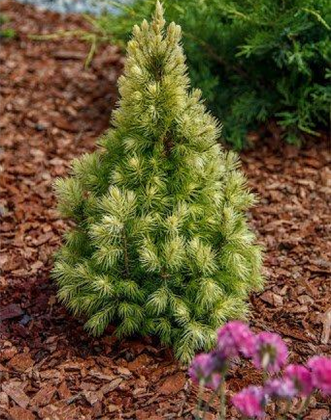 Кора лиственницы фасованная