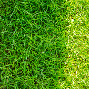 Поступление газонных травосмесей DLF (Дания)