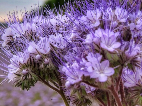 Фацелия 1 кг фото 2