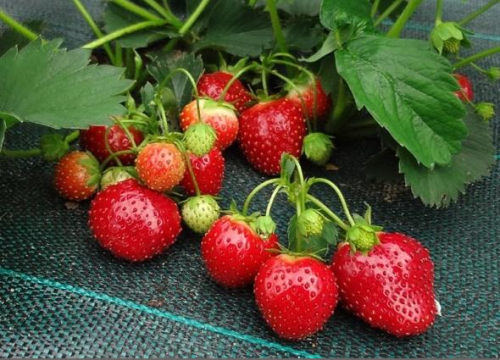 Агроткань укрывная Agrojutex PP 90 г/м2, 105 см х 100м, темно-зеленая												 фото 3