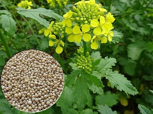 Горчица белая 35 кг