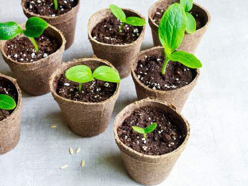 Торфяной горшочек 110*100 круглый фото 3