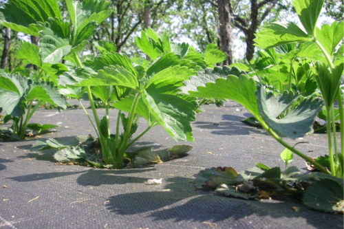 Агроткань укрывная Agrojutex PP 100 г/м2, 165 см х 100м, темно-зеленая	 фото 3