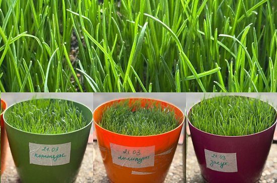 Какую травосмесь выберите?