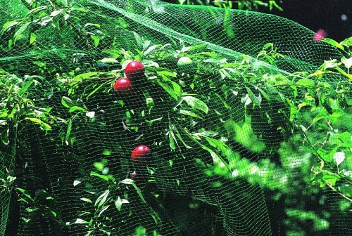 Сетка от птиц, 2м х 100м фото 3