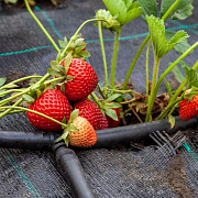 С агротканью от Роллгео - ваши грядки всегда в порядке! 