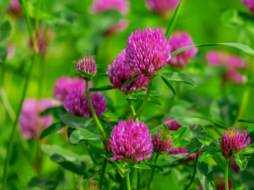 Клевер красный 0,5 (пакет)  фото 2