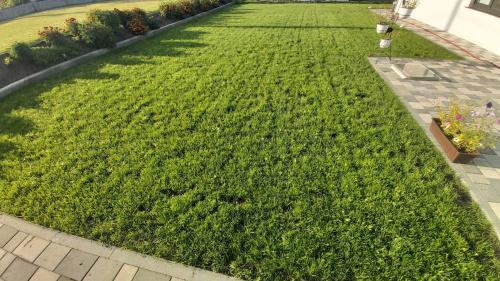 Газонная травосмесь Влагосберегающая/Засухоустойчивая 5 кг (Голландия) фото 2