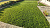 Газонная травосмесь Влагосберегающая/Засухоустойчивая 5 кг (Голландия)