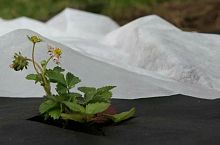 Спанбонд св/ст 30г/м2 1,6х300м (рулон 480м2)