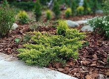 Кора фасованная (крупная фракция) РС