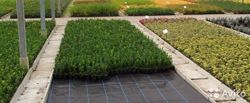 Агроткань укрывная полипропиленовая 70г/м2, 160см х 100м (Agrotextile Economy) фото 3