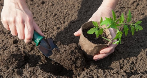 Торфяной горшочек 110*100 круглый фото 2