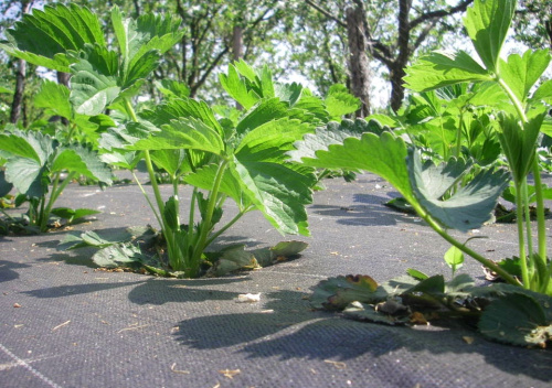 Агроткань укрывная Agrojutex PP 100 г/м2, 105 см х 100м, темно-зеленая	 фото 3