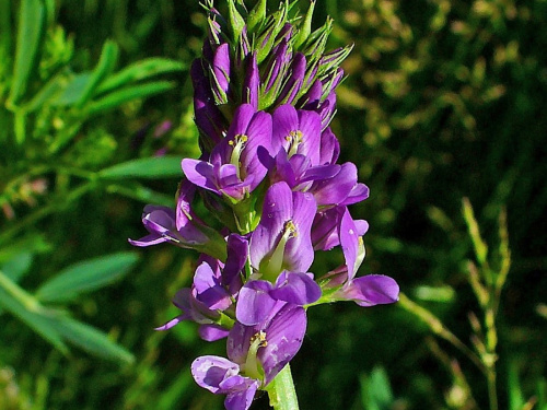 Люцерна 0,5 (пакет)  фото 2