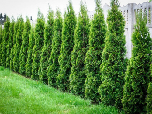 Удобрение Florovit для туй, 3 кг фото 2