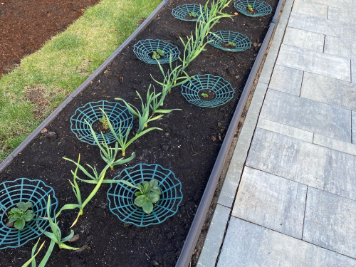 Опора PROTEX "КОРЗИНКА" для клубники, зеленая (упак - 10 шт) фото 6