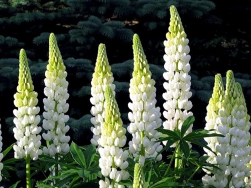 Люпин белый 0,5 кг фото 2