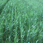 Как высеивать озимую рожь?