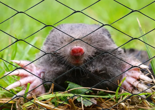 Сетка для защиты от кротов 1х100м (ячея 15х15мм) фото 2