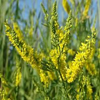 Донник 0,5 кг