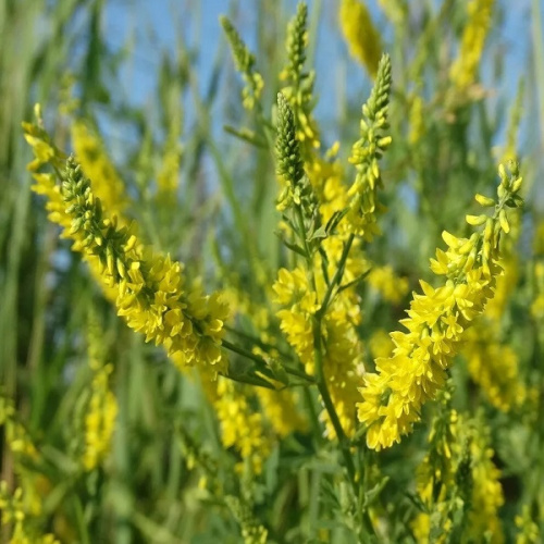 Донник 0,5 кг