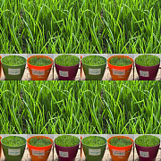 Какую травосмесь выберите?