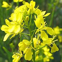 Горчица белая 40 кг