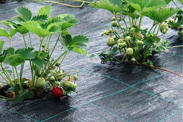 Поступление товара на склад: агроткань 70 гр/м2