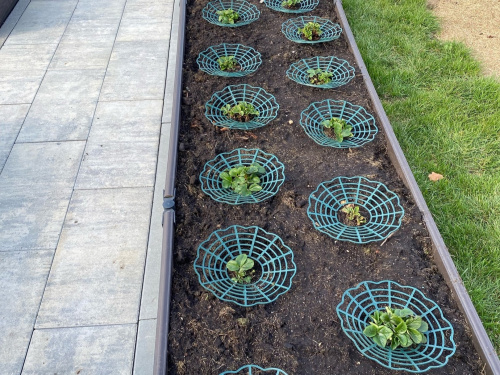 Опора PROTEX "КОРЗИНКА" для клубники, зеленая (упак - 10 шт) фото 4