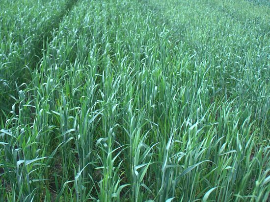 Как высеивать озимую рожь?