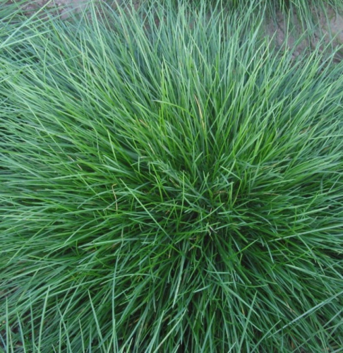 Полевица побегоносная 1 кг (Голландия)