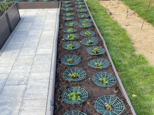 Опора PROTEX "КОРЗИНКА" для клубники, зеленая (упак - 10 шт) фото 5